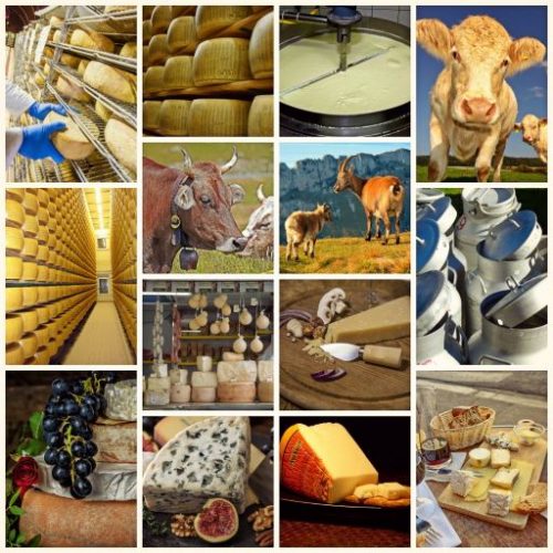 Eiweiss, Collage Milchproduk mit vielen Käsesorten und Kühen