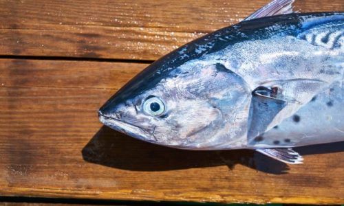 leckerer Fisch auf Tablett, Eiweiss, Protein, Lebensmittel